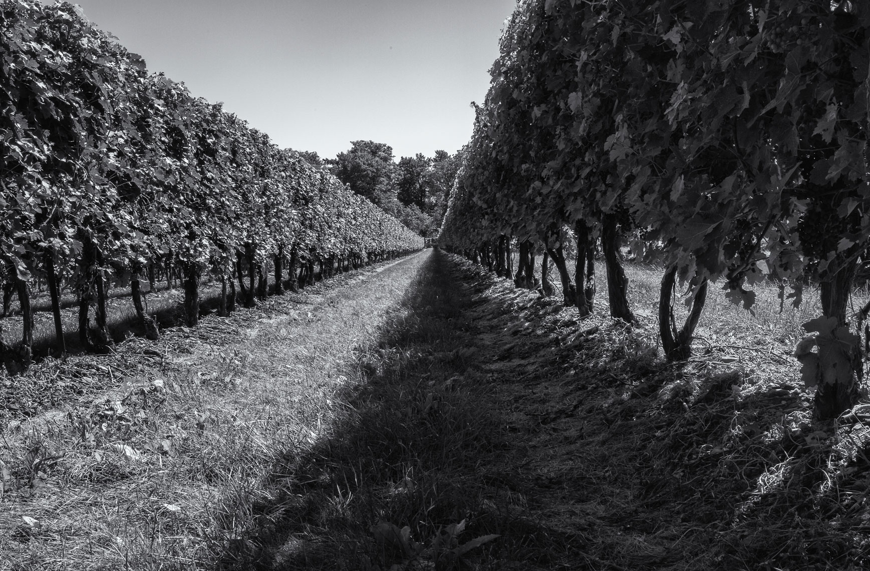 Peller-Vineyard-Perspective-webres