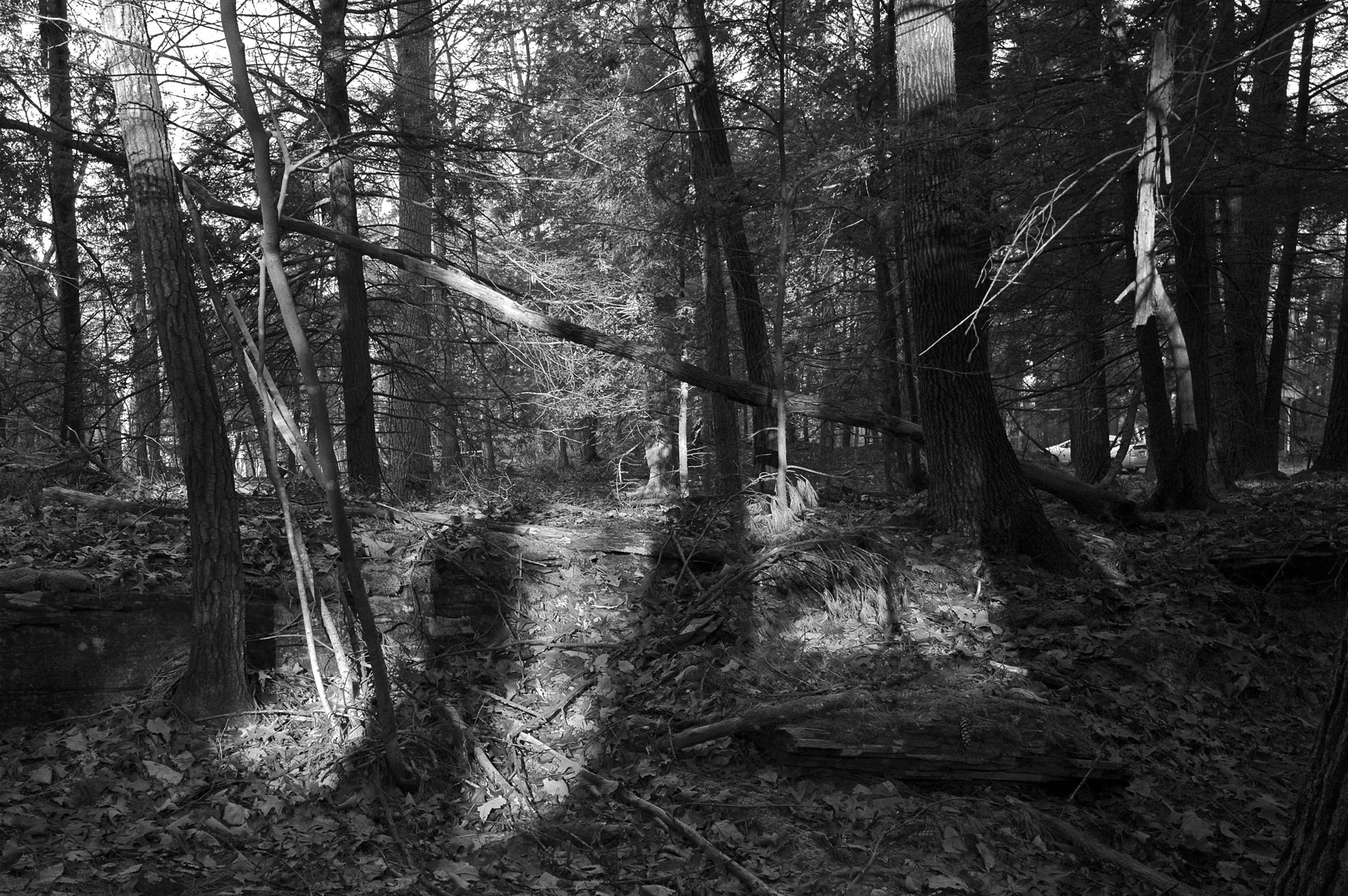 Stone-Ridge-Woods-Shadows-webres