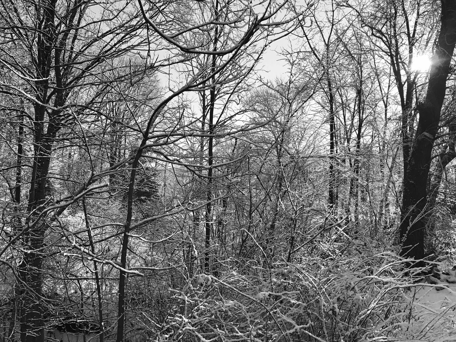 Winter-Ice-Foliage-webres